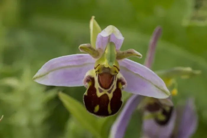 Framed Print : Bee Orchid flowering head Framed Print : Bee Orchid flowering head