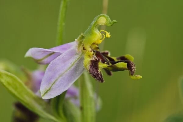 Bee Orchid (Ophrys apifera) close-up of flower, showing pollen laden anthers ready to deposit pollen on back of