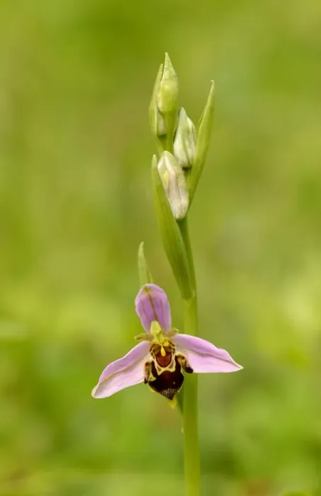 Framed Print : Bee Orchid (Ophrys apifera) close-up of flower and flowerbuds, Oxfordshire, Engalnd, June