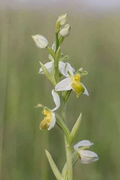 Bee Orchid (Ophrys apifera var. chlorantha) pale form, close-up of flowerspike, Foreness Point, Isle of Thanet, Kent