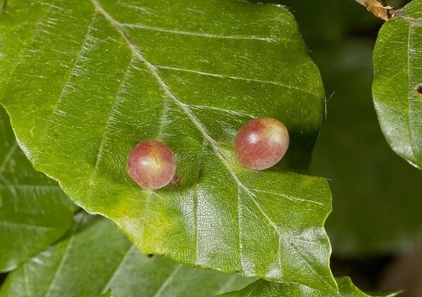 Beech Gallwasp (Mikiola fagi) galls, on Common Beech (Fagus sylvatica) leaf, France, August