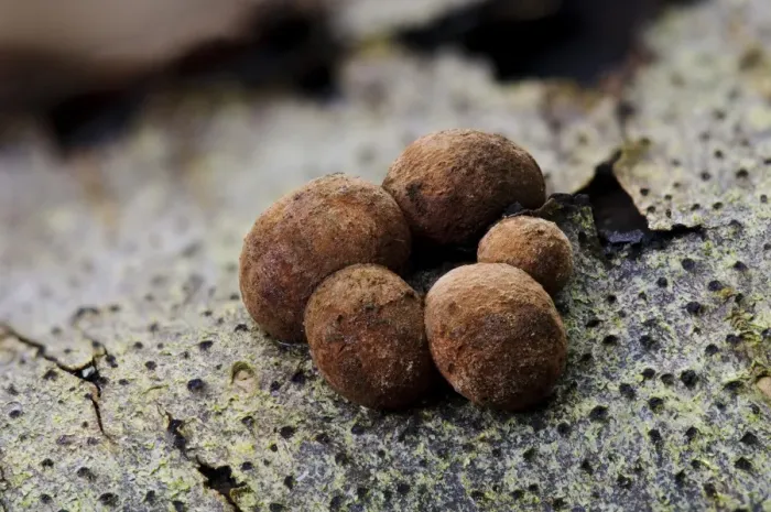 Framed Print : Beech Woodwart (Hypoxylon fragiforme) fruiting bodies, growing on rotting wood in woodland, Bostall Woods Framed Print : Beech Woodwart (Hypoxylon fragiforme) fruiting bodies, growing on rotting wood in woodland, Bostall Woods