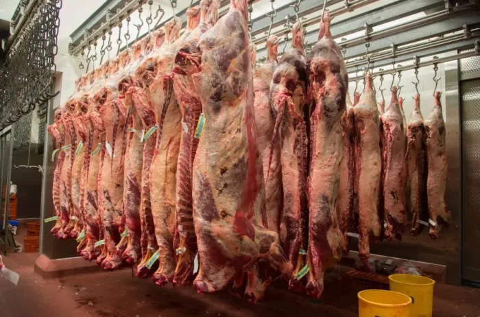 Framed Print : Beef carcases hanging in abattoir, Yorkshire, England, February Framed Print : Beef carcases hanging in abattoir, Yorkshire, England, February