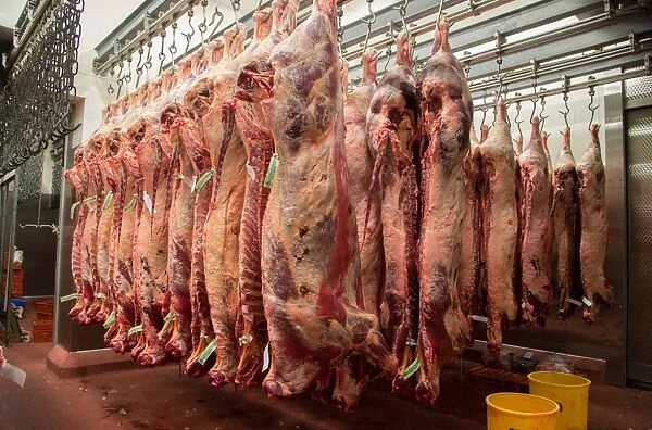 Beef carcases hanging in abattoir, Yorkshire, England, February