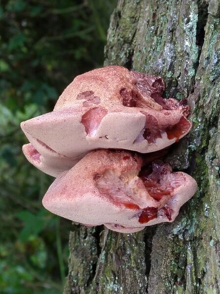 Beefsteak Fungus (Fistulina hepatica) fruiting bodies, growing on oak tree trunk, Leicestershire, England, September