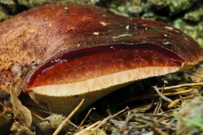Framed Print : Beefsteak Fungus (Fistulina hepatica) fruiting body, with section cut away to show similarity to fresh beef from which Framed Print : Beefsteak Fungus (Fistulina hepatica) fruiting body, with section cut away to show similarity to fresh beef from which