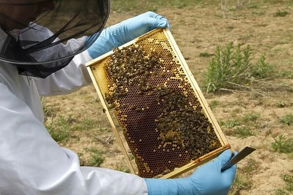Beekeeper inspecting brood frame which shows Worker honey bees tending larva cells