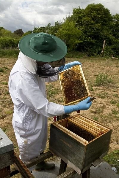 Beekeeper inspecting Worker honey bees tending larva cells from the brood box part of the hive