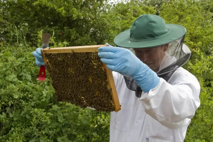 Framed Print : Beekeeper looking for the queen bee on the brood frame Framed Print : Beekeeper looking for the queen bee on the brood frame