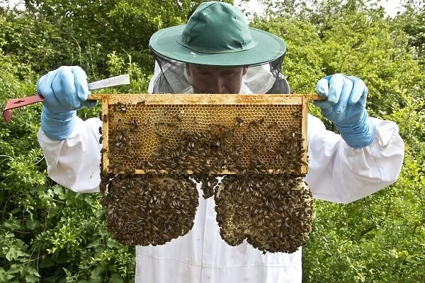Beekeeper looking at a super frame which contain mainly honey. The two sacrificial natural cells hanging from the main