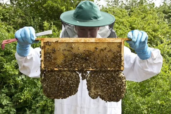 Framed Print : Beekeeper looking at a super frame which contain mainly honey. The two sacrificial natural cells hanging from the main