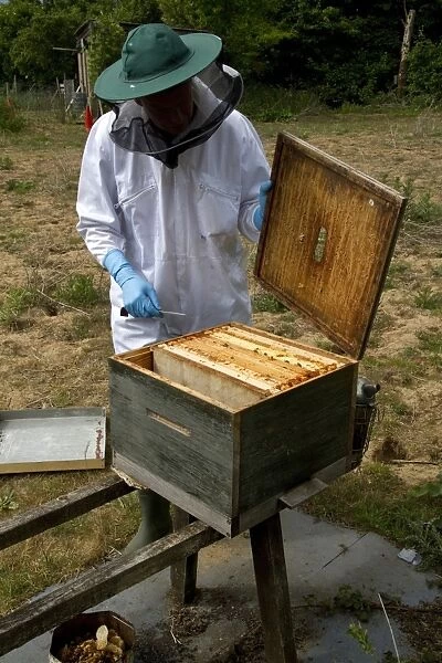 Beekeeper opening brood box part of the hive to expose the wax frames