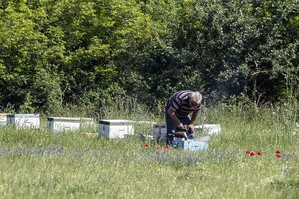 A beekeeper using a smoker which is a device used to calm honey bees. Bulgaria