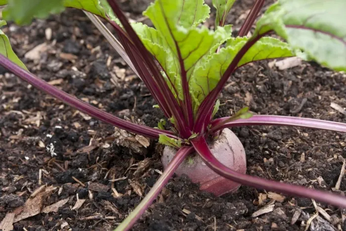 Framed Print : Beetroot (Beta vulgaris ssp. vulgaris) Boltardy, growing in vegetable plot, Norfolk, England, July Framed Print : Beetroot (Beta vulgaris ssp. vulgaris) Boltardy, growing in vegetable plot, Norfolk, England, July