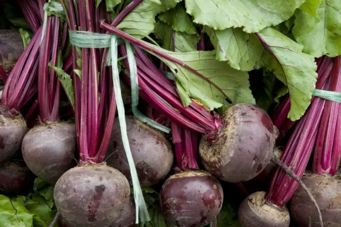 Framed Print : Beetroot (Beta vulgaris ssp. vulgaris) freshly picked roots on market stall, Norfolk, England, may Framed Print : Beetroot (Beta vulgaris ssp. vulgaris) freshly picked roots on market stall, Norfolk, England, may