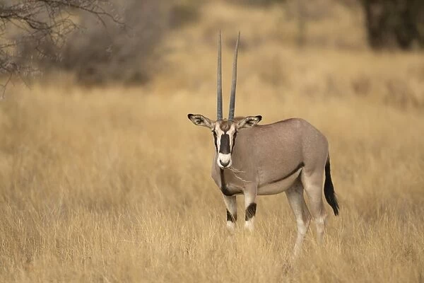 Beisa Oryx (Oryx beisa) adult, feeding on grass, standing in dry savannah, Samburu National Reserve, Kenya, August