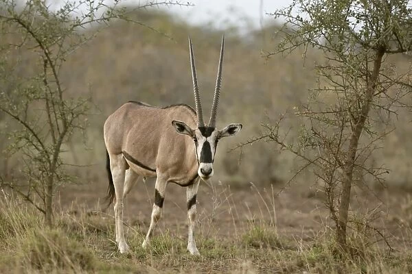Beisa Oryx (Oryx beisa) adult, standing in dry savanna, Awash N. P. Afar Region, Ethiopia
