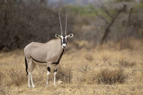 Beisa Oryx (Oryx beisa) adult, standing in dry savannah, Samburu National Reserve, Kenya, August