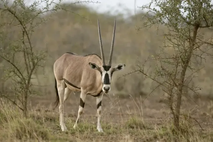 Framed Print : Beisa Oryx (Oryx beisa) adult, standing in dry savanna, Awash N. P. Afar Region, Ethiopia Framed Print : Beisa Oryx (Oryx beisa) adult, standing in dry savanna, Awash N. P. Afar Region, Ethiopia