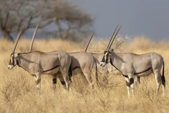 Framed Print : Beisa Oryx (Oryx beisa) four adults, standing in dry savannah, Samburu National Reserve, Kenya, August