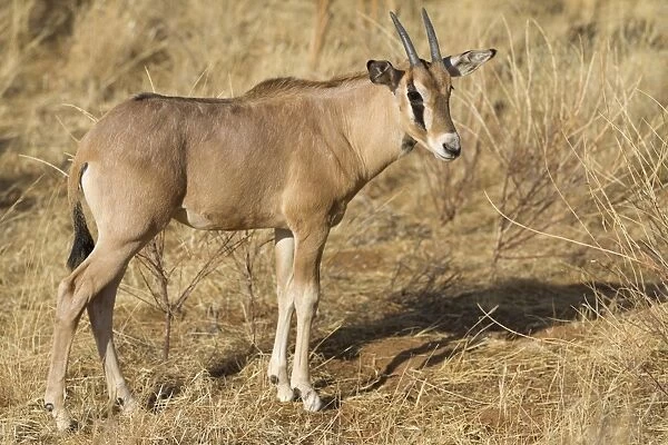 Beisa Oryx (Oryx beisa) calf, standing in dry savannah, Samburu National Reserve, Kenya, August