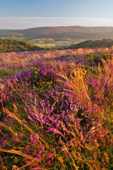 Framed Print : Bell Heather (Erica cinerea) and Common Heather (Calluna vulgaris) flowering, growing on moorland habitat Framed Print : Bell Heather (Erica cinerea) and Common Heather (Calluna vulgaris) flowering, growing on moorland habitat