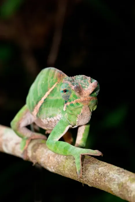 Framed Print : Belted Chameleon (Furcifer balteatus) adult male, walking along branch, Ranomafana N. P. Madagascar, October Framed Print : Belted Chameleon (Furcifer balteatus) adult male, walking along branch, Ranomafana N. P. Madagascar, October