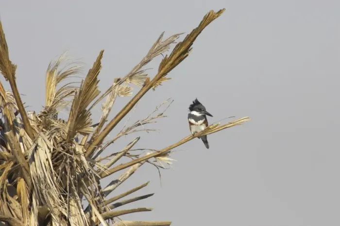 Framed Print : Belted Kingfisher (Megaceryle alcyon) adult female, perched in palm tree, Viera Wetlands, Florida, U. S. A Framed Print : Belted Kingfisher (Megaceryle alcyon) adult female, perched in palm tree, Viera Wetlands, Florida, U. S. A