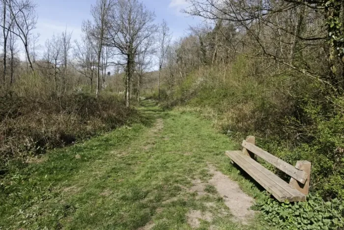 Framed Print : Bench beside path through woodland habitat, Highnam Woods RSPB Reserve, Gloucestershire, England, april Framed Print : Bench beside path through woodland habitat, Highnam Woods RSPB Reserve, Gloucestershire, England, april