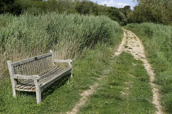 Bench and pathway at wetland reserve, Titchfield Haven National Nature Reserve, Hampshire, England, August