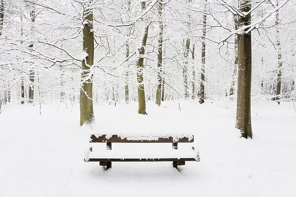 Bench in snow covered deciduous woodland habitat, Brentwood, Essex, England, february