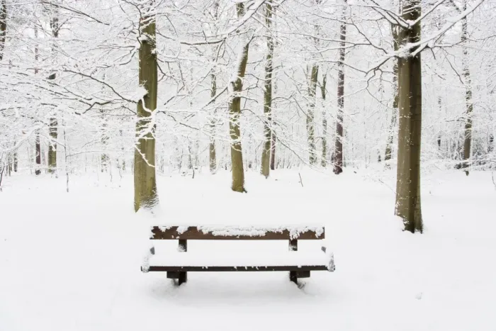 Framed Print : Bench in snow covered deciduous woodland habitat, Brentwood, Essex, England, february Framed Print : Bench in snow covered deciduous woodland habitat, Brentwood, Essex, England, february