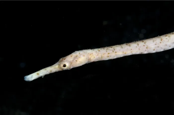 Framed Print : Bend Stick Pipefish (Trachyrhampus bicoarctatus) adult, close-up of head, Lembeh Straits, Sulawesi, Sunda Islands Framed Print : Bend Stick Pipefish (Trachyrhampus bicoarctatus) adult, close-up of head, Lembeh Straits, Sulawesi, Sunda Islands