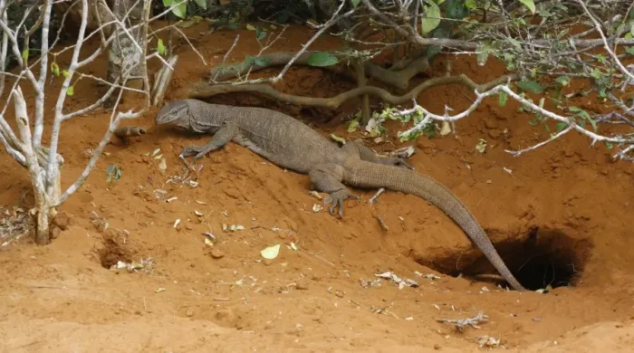 Framed Print : Bengal Monitor (Varanus bengalensis) immature, resting under vegetation beside burrow, Yala N. P. Sri Lanka, February Framed Print : Bengal Monitor (Varanus bengalensis) immature, resting under vegetation beside burrow, Yala N. P. Sri Lanka, February