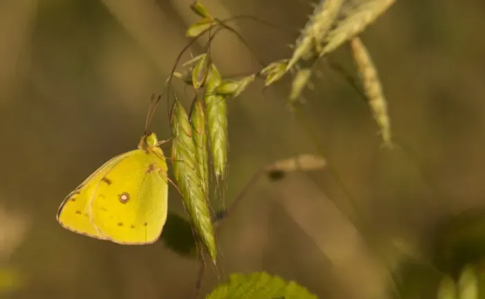 Framed Print : Bergers Clouded Yellow (Colias sareptensis) adult, resting on grass, Rhodope Mountains, Bulgaria, July