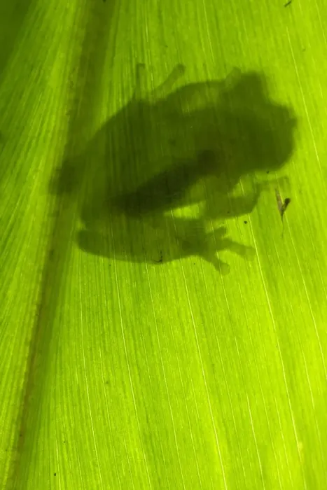 Framed Print : Berger's Glass Frog (Hyalinobatrachium bergeri) adult male, clinging to underside of leaf overhanging mountain stream, Departemento Cuzco, Andes, Peru