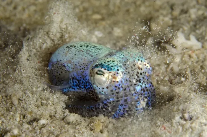 Framed Print : Berrys Bobtail Squid (Euprymna berryi) adult, burying in sand, Padar Island, Komodo N. P