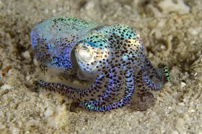 Framed Print : Berrys Bobtail Squid (Euprymna berryi) adult, resting on sand, Padar Island, Komodo N. P Framed Print : Berrys Bobtail Squid (Euprymna berryi) adult, resting on sand, Padar Island, Komodo N. P