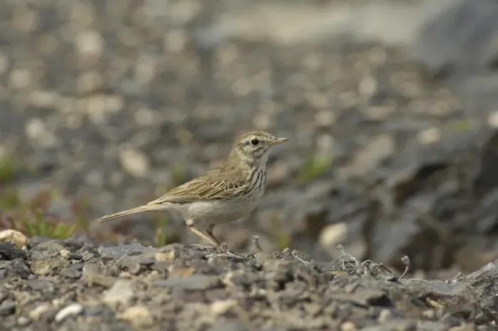 Framed Print : Berthelot's Pipit (Anthus berthelottii berthelottii) adult, standing on stony ground, Fuerteventura, Canary Islands, march Framed Print : Berthelot's Pipit (Anthus berthelottii berthelottii) adult, standing on stony ground, Fuerteventura, Canary Islands, march