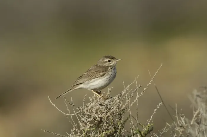 Framed Print : Berthelot's Pipit (Anthus berthelottii berthelottii) adult, perched on bush, Fuerteventura, Canary Islands, march Framed Print : Berthelot's Pipit (Anthus berthelottii berthelottii) adult, perched on bush, Fuerteventura, Canary Islands, march