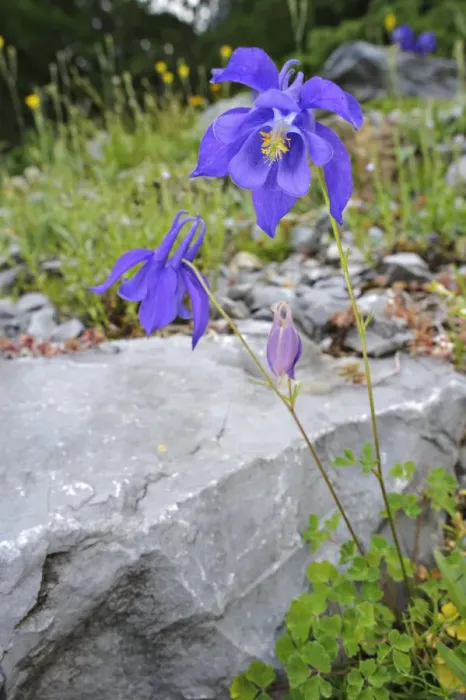 Framed Print : Bertoloni's Columbine (Aquilegia bertolonii) flowering, Italy Framed Print : Bertoloni's Columbine (Aquilegia bertolonii) flowering, Italy