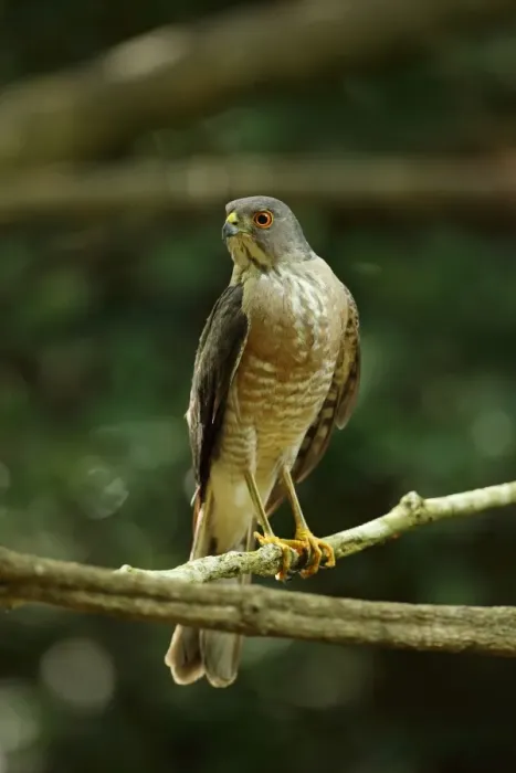 Framed Print : Besra (Accipiter virgatus nisoides) adult, perched on branch, near Kaeng Krachan, Thailand, May Framed Print : Besra (Accipiter virgatus nisoides) adult, perched on branch, near Kaeng Krachan, Thailand, May