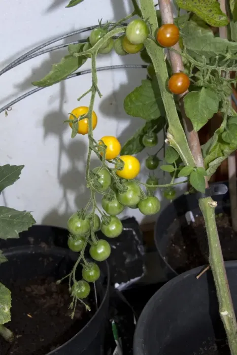Framed Print : One of the best yellow tomatoes to be bred for flavour. Being thin skinned it produces high yields of cherry-sized Framed Print : One of the best yellow tomatoes to be bred for flavour. Being thin skinned it produces high yields of cherry-sized