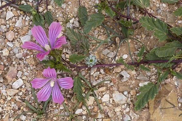 Betony-leaved Malope (Malope malacoides) flowering, Chios, Greece, April