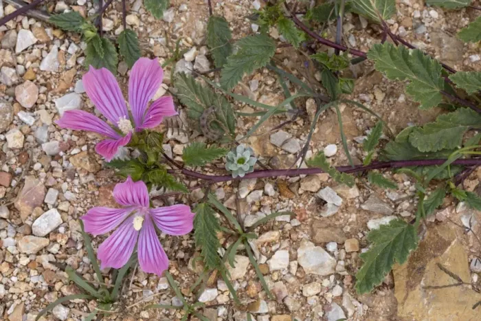 Framed Print : Betony-leaved Malope (Malope malacoides) flowering, Chios, Greece, April