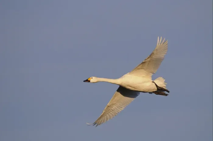 Framed Print : Bewick's Swan (Cygnus bewickii) adult, in flight, Slimbridge, Gloucestershire, England, december Framed Print : Bewick's Swan (Cygnus bewickii) adult, in flight, Slimbridge, Gloucestershire, England, december