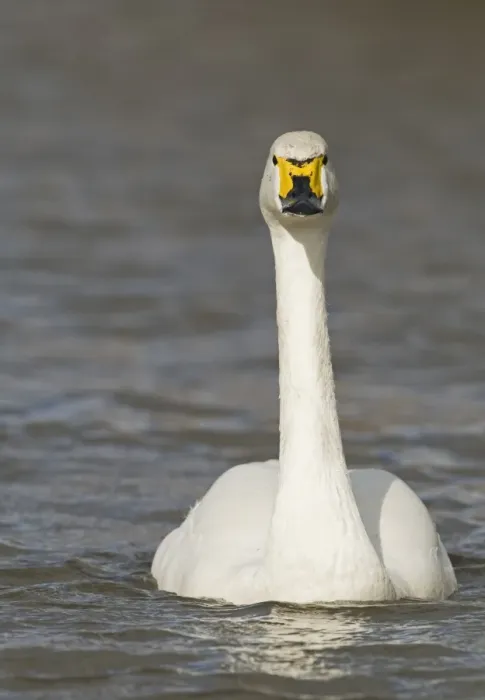 Framed Print : Bewick's Swan (Cygnus bewickii) adult, swimming, Slimbridge, Gloucestershire, England, february Framed Print : Bewick's Swan (Cygnus bewickii) adult, swimming, Slimbridge, Gloucestershire, England, february