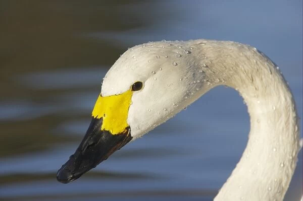 Bewick's Swan (Cygnus bewickii) adult, close-up of head and neck, Slimbridge W. W. T. Gloucestershire, England, winter