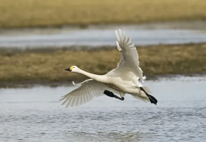 Framed Print : Bewick's Swan (Cygnus bewickii) adult, in flight, landing on water, Slimbridge, Gloucestershire, England, february Framed Print : Bewick's Swan (Cygnus bewickii) adult, in flight, landing on water, Slimbridge, Gloucestershire, England, february