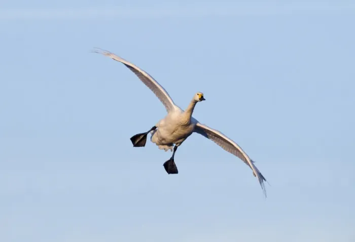 Framed Print : Bewick's Swan (Cygnus bewickii) adult, in flight, coming in to land, Slimbridge, Gloucestershire, England, winter Framed Print : Bewick's Swan (Cygnus bewickii) adult, in flight, coming in to land, Slimbridge, Gloucestershire, England, winter